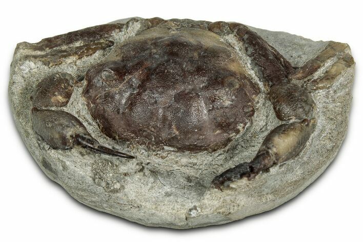 Eocene Fossil Crab (Pulalius) - Washington State #354996